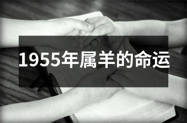 <h3>1955年属羊的命运