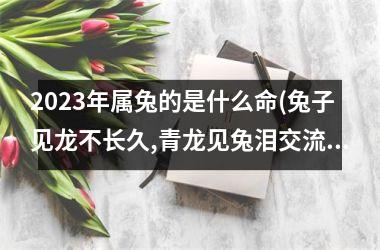 2023年属兔的是什么命(兔子见龙不长久,青龙见兔泪交流)