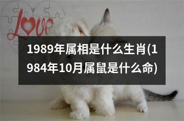 <h3>1989年属相是什么生肖(1984年10月属鼠是什么命)