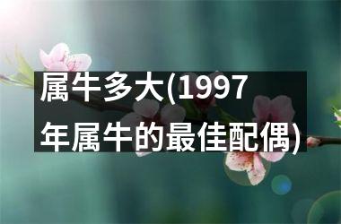 <h3>属牛多大(1997年属牛的最佳配偶)