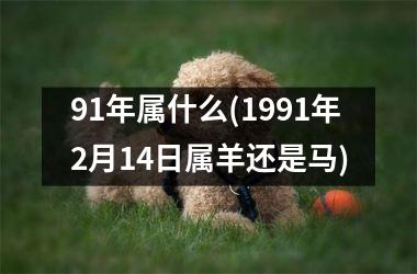 91年属什么(1991年2月14日属羊还是马)