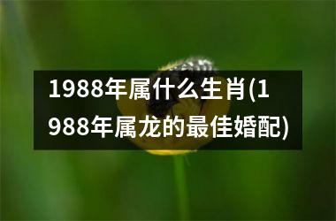 <h3>1988年属什么生肖(1988年属龙的最佳婚配)