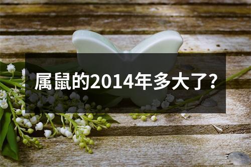 属鼠的2014年多大了？