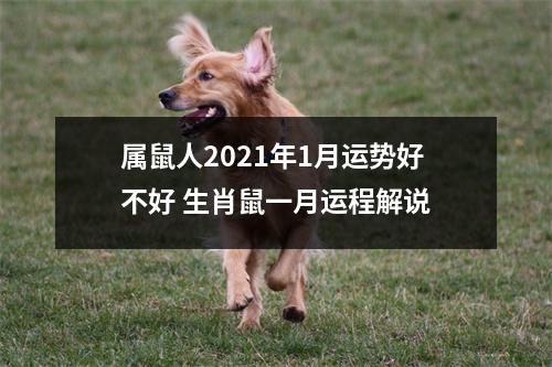 <h3>属鼠人2025年1月运势好不好生肖鼠一月运程解说