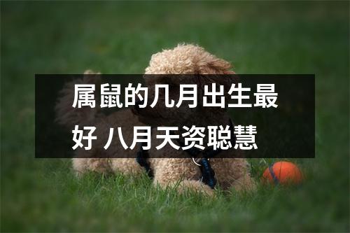 <h3>属鼠的几月出生好八月天资聪慧