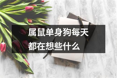属鼠单身狗每天都在想些什么