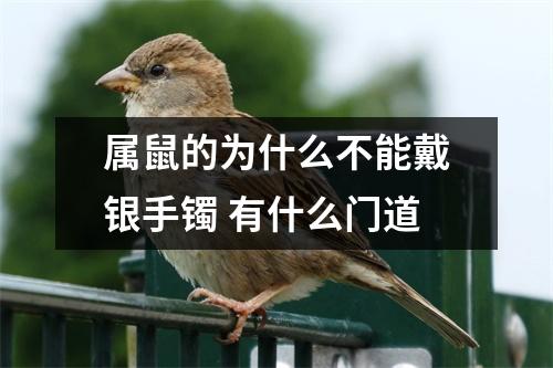 <h3>属鼠的为什么不能戴银手镯有什么门道