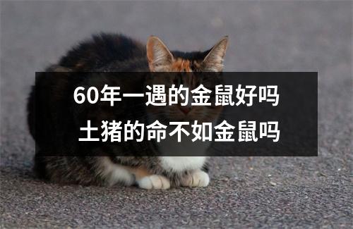 60年一遇的金鼠好吗土猪的命不如金鼠吗