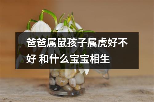 爸爸属鼠孩子属虎好不好和什么宝宝相生