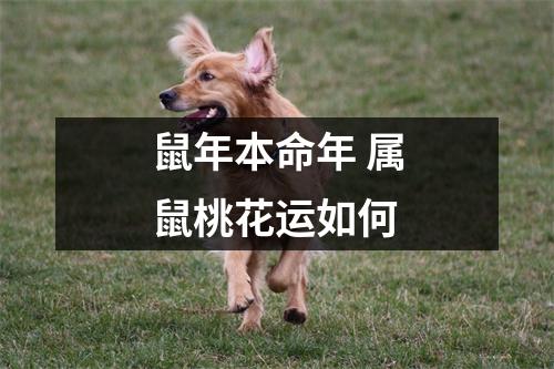 鼠年本命年属鼠桃花运如何