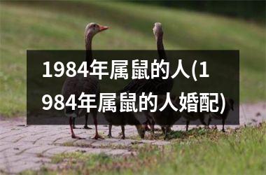 1984年属鼠的人(1984年属鼠的人婚配)