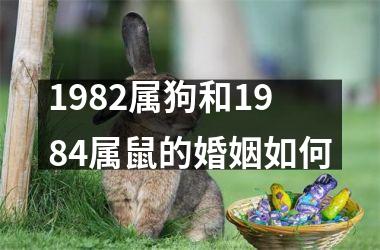 <h3>1982属狗和1984属鼠的婚姻如何