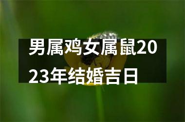 男属鸡女属鼠2025年结婚吉日