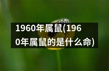 1960年属鼠(1960年属鼠的是什么命)