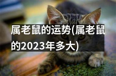 属老鼠的运势(属老鼠的2025年多大)