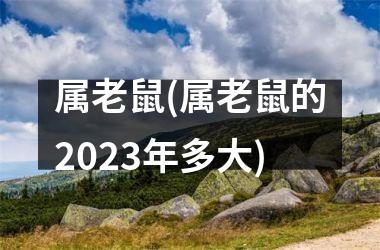 属老鼠(属老鼠的2025年多大)