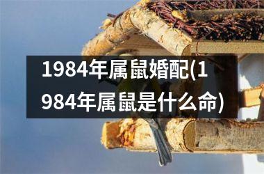 1984年属鼠婚配(1984年属鼠是什么命)