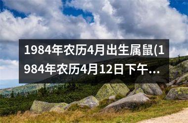 1984年农历4月出生属鼠(1984年农历4月12日下午4点30分出生是什么命)