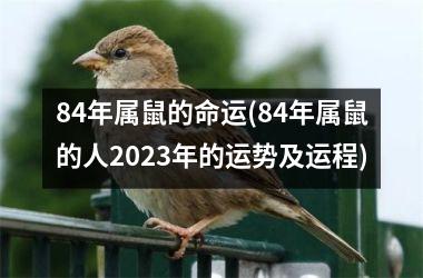 84年属鼠的命运(84年属鼠的人2025年的运势及运程)