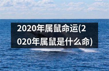 2025年属鼠命运(2025年属鼠是什么命)