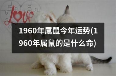 1960年属鼠今年运势(1960年属鼠的是什么命)