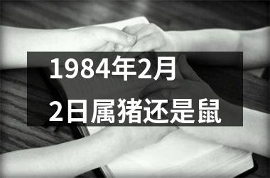 1984年2月2日属猪还是鼠