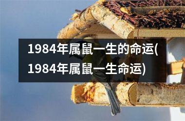 1984年属鼠一生的命运(1984年属鼠一生命运)