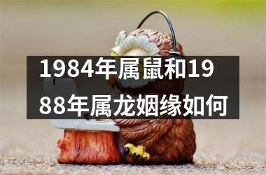 1984年属鼠和1988年属龙姻缘如何