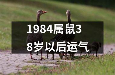 1984属鼠38岁以后运气