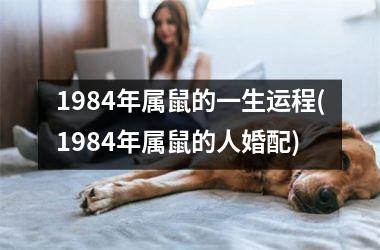 1984年属鼠的一生运程(1984年属鼠的人婚配)