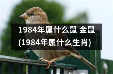 1984年属什么鼠 金鼠(1984年属什么生肖)