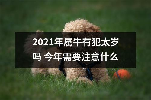 2025年属牛有犯太岁吗今年需要注意什么