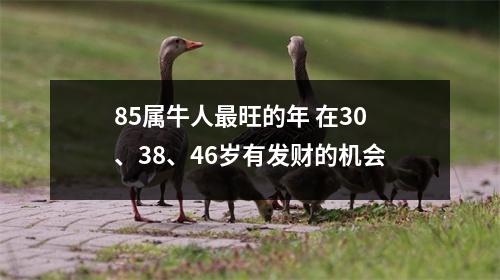 <h3>85属牛人旺的年在30、38、46岁有发财的机会