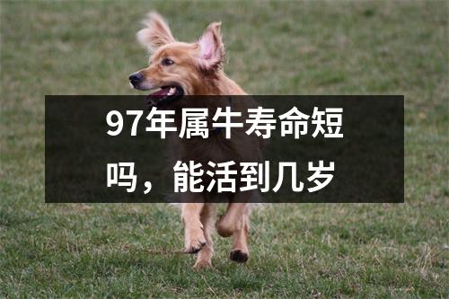 <h3>97年属牛寿命短吗，能活到几岁