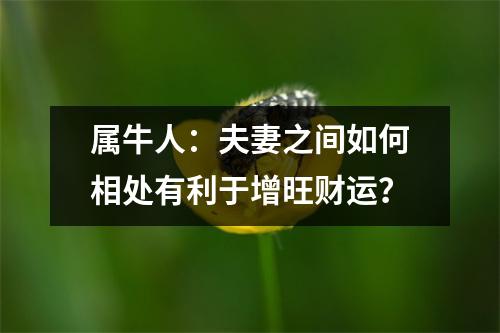 属牛人：夫妻之间如何相处有利于增旺财运？