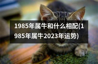 1985年属牛和什么相配(1985年属牛2025年运势)