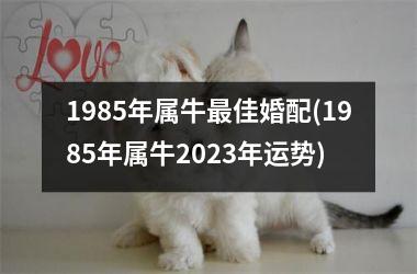 1985年属牛佳婚配(1985年属牛2025年运势)