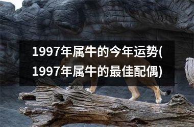 <h3>1997年属牛的今年运势(1997年属牛的佳配偶)