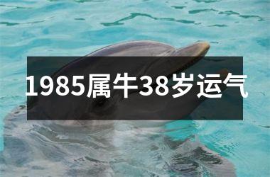 1985属牛38岁运气