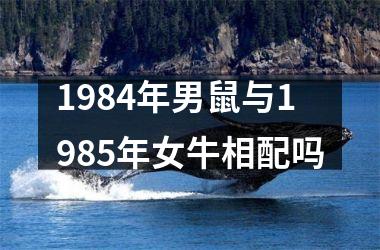 1984年男鼠与1985年女牛相配吗