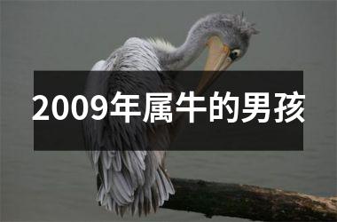 2009年属牛的男孩