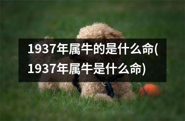 <h3>1937年属牛的是什么命(1937年属牛是什么命)