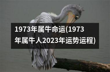 1973年属牛命运(1973年属牛人2025年运势运程)