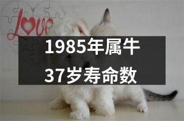 <h3>1985年属牛37岁寿命数