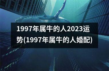 1997年属牛的人2025运势(1997年属牛的人婚配)