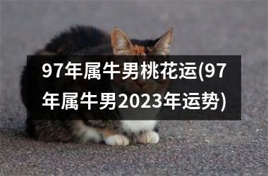 97年属牛男桃花运(97年属牛男2025年运势)