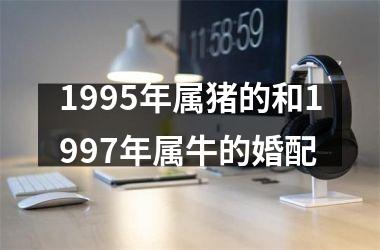 1995年属猪的和1997年属牛的婚配