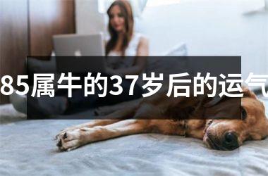 85属牛的37岁后的运气