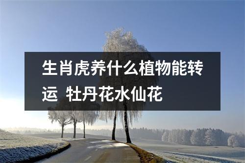 生肖虎养什么植物能转运牡丹花水仙花