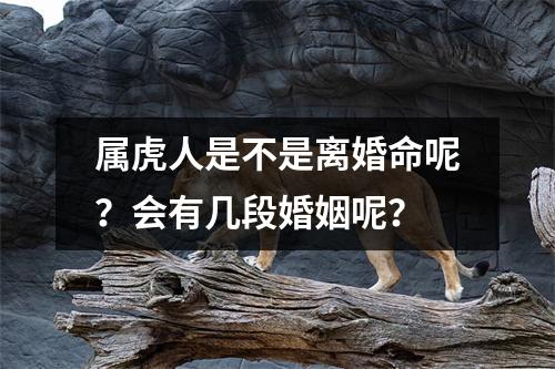 <h3>属虎人是不是离婚命呢？会有几段婚姻呢？